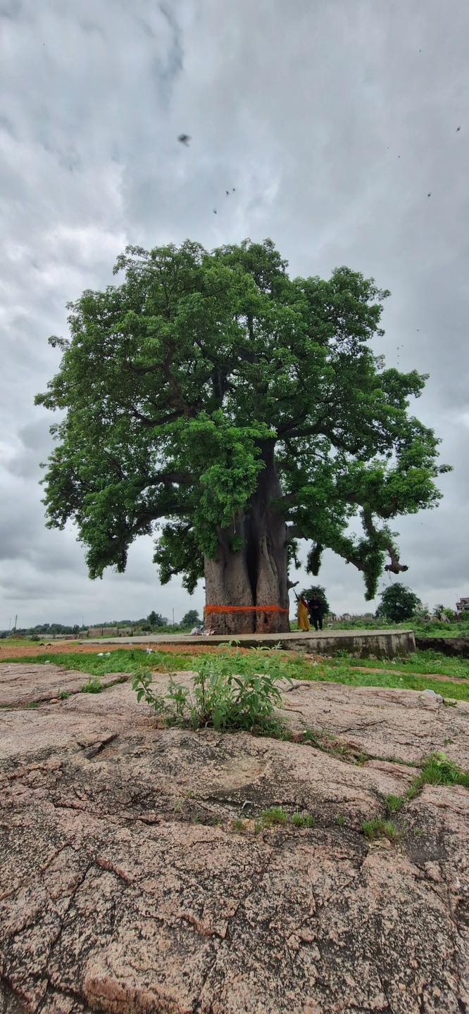 ✦🌼✦ ⊱❀⊰ ꧁ Kalpavriksha of Orchha — The Baobab of Blessings ꧂ ⊱❀⊰ ✦🌼✦

In the heart of Orchha, where the Betwa river whispers through Bundelkhand’s plains, stands a miraculous tree that has outlived empires, rulers, and centuries — the Orchha Kalpavriksha, a magnificent Baobab believed to be over 500 years old.