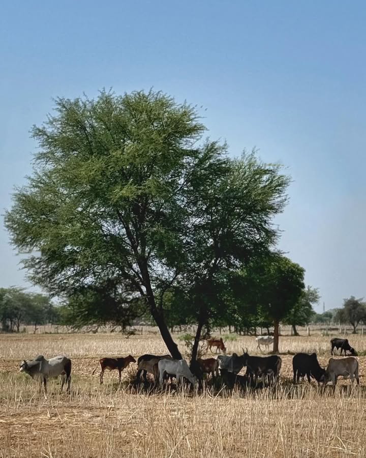 ✦🍃✦ ❉❉ ꧁ Rajasthan – Where a Tree Becomes Life ꧂ ❉❉ ✦🍃✦

No monuments.