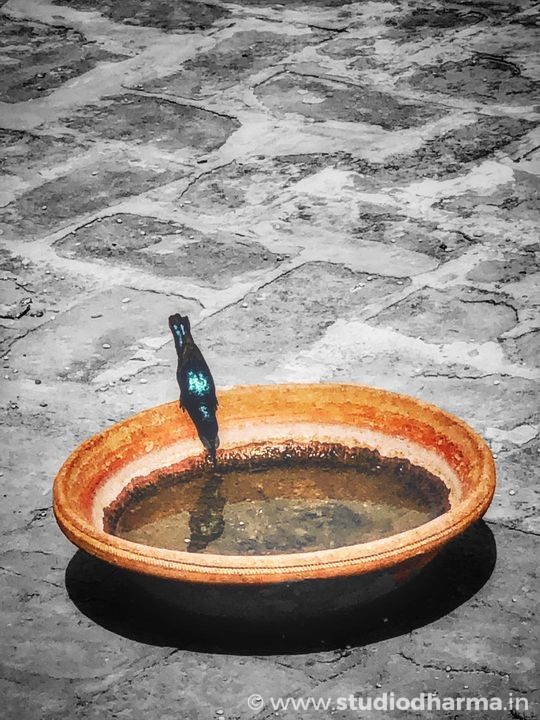 Bird बेज़ुबानो के साथ हमदर्दी रखिए,यें बिना लफ़्ज़ों के दुआएँ देते हैं ….