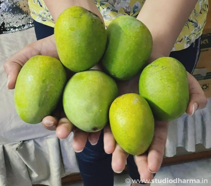 RATAUL MANGO,रटौल आम फलो का राजा, रटौल,बागपत.