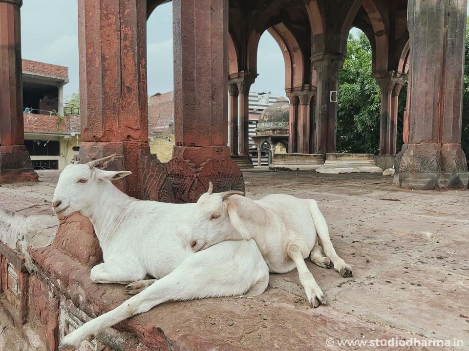 This is the final resting place of the nawab of Meerut, but in addition to him and his family, there are now buffalos, goats, and other animals there as well.