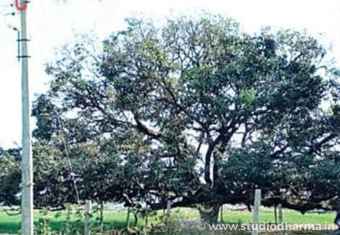 200 साल पुराना वह पेड़ जहाँ से सब जगह फैला दशहरी आम.